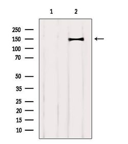 Invitrogen CNTNAP4 Polyclonal Antibody 100 &mu;L; Unconjugated:Antibodies,