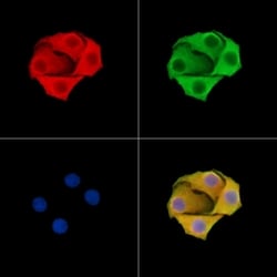 Invitrogen CNGB3 Polyclonal Antibody 100 &mu;L; Unconjugated:Antibodies,