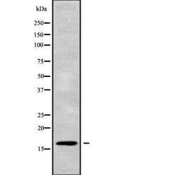 Invitrogen Cystatin D Polyclonal Antibody 100 &mu;L; Unconjugated:Antibodies,