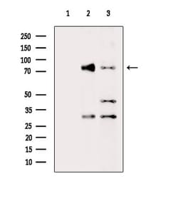 Invitrogen DYNC1I2 Polyclonal Antibody 100 &mu;L; Unconjugated:Antibodies,