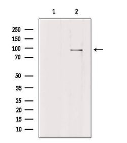 Invitrogen PLA2G4F Polyclonal Antibody 100 &mu;L; Unconjugated:Antibodies,