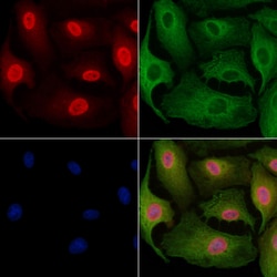 Invitrogen DHRS1 Polyclonal Antibody 100 &mu;L; Unconjugated:Antibodies,