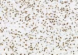 Invitrogen DHRS1 Polyclonal Antibody 100 &mu;L; Unconjugated:Antibodies,