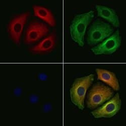 Invitrogen DHRS9 Polyclonal Antibody 100 &mu;L; Unconjugated:Antibodies,