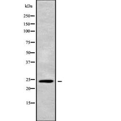 APOBEC3H Polyclonal Antibody, Invitrogen 100 &mu;L; Unconjugated:Antibodies,