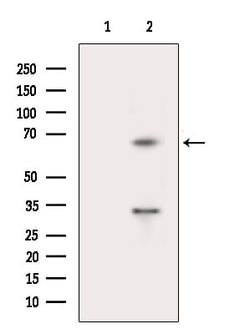 Invitrogen POLE2 Polyclonal Antibody 100 &mu;L; Unconjugated:Antibodies,