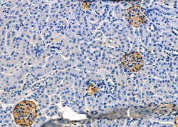 Invitrogen POLG Polyclonal Antibody 100 &mu;L; Unconjugated:Antibodies,