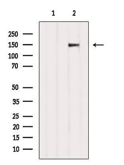 Invitrogen POLG Polyclonal Antibody 100 &mu;L; Unconjugated:Antibodies,