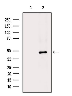 Invitrogen POLR1E Polyclonal Antibody 100 &mu;L; Unconjugated:Antibodies,