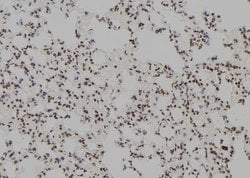 Invitrogen POLR2F Polyclonal Antibody 100 &mu;L; Unconjugated:Antibodies,