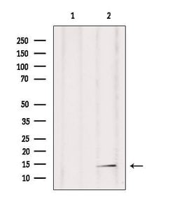Invitrogen POLR2F Polyclonal Antibody 100 &mu;L; Unconjugated:Antibodies,