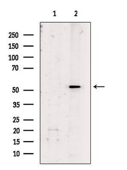 Invitrogen Dynactin 4 Polyclonal Antibody 100 &mu;L; Unconjugated:Antibodies,