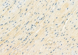 Invitrogen DYNLRB1 Polyclonal Antibody 100 &mu;L; Unconjugated:Antibodies,