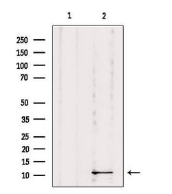 Invitrogen DYNLRB1 Polyclonal Antibody 100 &mu;L; Unconjugated:Antibodies,