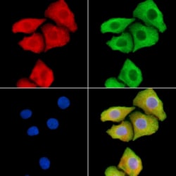Invitrogen DYNLRB2 Polyclonal Antibody 100 &mu;L; Unconjugated:Antibodies,