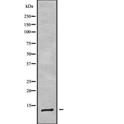 Invitrogen DYNLRB2 Polyclonal Antibody 100 &mu;L; Unconjugated:Antibodies,