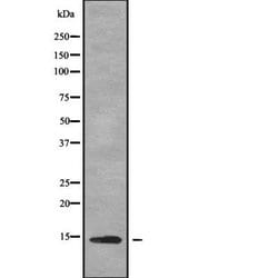 Invitrogen DYNLT1 Polyclonal Antibody 100 &mu;L; Unconjugated:Antibodies,