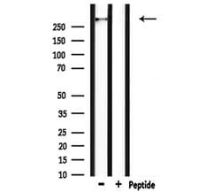 Invitrogen HECTD1 Polyclonal Antibody 100 &mu;L; Unconjugated:Antibodies,