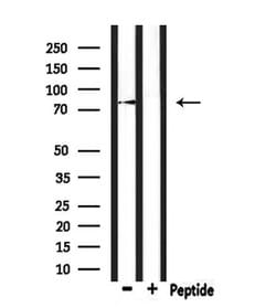 Invitrogen LRSAM1 Polyclonal Antibody 100 &mu;L; Unconjugated:Antibodies,