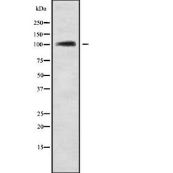 Invitrogen TEB4 Polyclonal Antibody 100 &mu;L; Unconjugated:Antibodies,