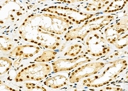 Invitrogen RNF41 Polyclonal Antibody 100 &mu;L; Unconjugated:Antibodies,