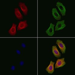 Invitrogen ZNRF1 Polyclonal Antibody 100 &mu;L; Unconjugated:Antibodies,