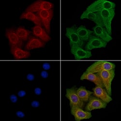 Invitrogen GFM1 Polyclonal Antibody 100 &mu;L; Unconjugated:Antibodies