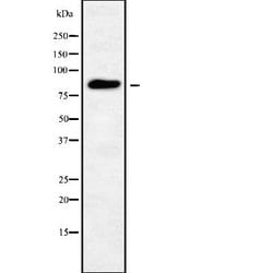 Invitrogen GFM1 Polyclonal Antibody 100 &mu;L; Unconjugated:Antibodies
