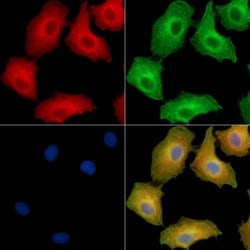 Invitrogen EDEM2 Polyclonal Antibody 100 &mu;L; Unconjugated:Antibodies,