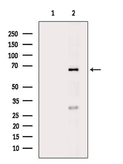 Invitrogen EDEM2 Polyclonal Antibody 100 &mu;L; Unconjugated:Antibodies,