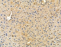 Invitrogen HSD17B12 Polyclonal Antibody 100 &mu;L; Unconjugated:Antibodies,