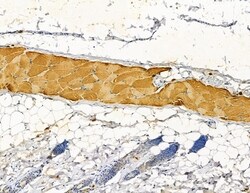 Invitrogen HSD17B12 Polyclonal Antibody 100 &mu;L; Unconjugated:Antibodies,