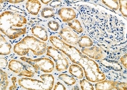 Invitrogen EIF1B Polyclonal Antibody 100 &mu;L; Unconjugated:Antibodies,