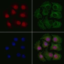 Invitrogen KHSRP Polyclonal Antibody 100 &mu;L; Unconjugated:Antibodies,