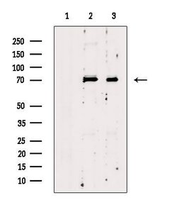 Invitrogen KHSRP Polyclonal Antibody 100 &mu;L; Unconjugated:Antibodies,
