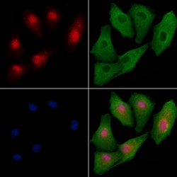 Invitrogen FNBP4 Polyclonal Antibody 100 &mu;L; Unconjugated:Antibodies,