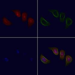 Invitrogen FNBP4 Polyclonal Antibody 100 &mu;L; Unconjugated:Antibodies,