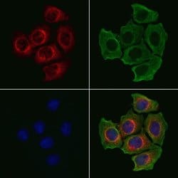 Invitrogen GCP2 Polyclonal Antibody 100 &mu;L; Unconjugated:Antibodies,