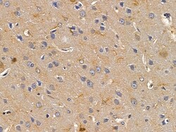 Invitrogen GCP2 Polyclonal Antibody 100 &mu;L; Unconjugated:Antibodies,
