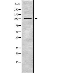 Invitrogen GCP2 Polyclonal Antibody 100 &mu;L; Unconjugated:Antibodies,