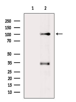 Invitrogen PAXBP1 Polyclonal Antibody 100 &mu;L | Buy Online | Invitrogen&trade; | Fisher Scientific