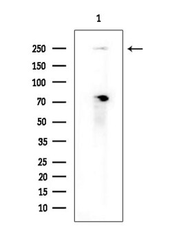 Invitrogen GON4L Polyclonal Antibody 100 &mu;L; Unconjugated:Antibodies,