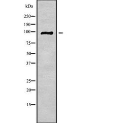 Invitrogen GPRASP2 Polyclonal Antibody 100 &mu;L | Buy Online | Invitrogen&trade; | Fisher Scientific