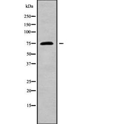 Invitrogen GPSM1 Polyclonal Antibody 100 &mu;L; Unconjugated:Antibodies,