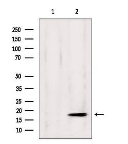 Invitrogen GPSM3 Polyclonal Antibody 100 &mu;L | Buy Online | Invitrogen&trade; | Fisher Scientific