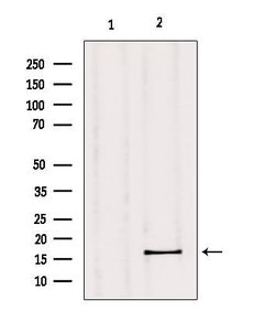 Invitrogen GPSM3 Polyclonal Antibody 100 &mu;L | Buy Online | Invitrogen&trade; | Fisher Scientific