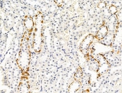 Invitrogen G-CSF Polyclonal Antibody 100 &mu;L; Unconjugated:Antibodies,