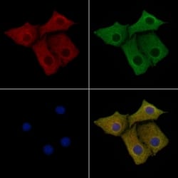 Invitrogen MTG2 Polyclonal Antibody 100 &mu;L; Unconjugated:Antibodies,