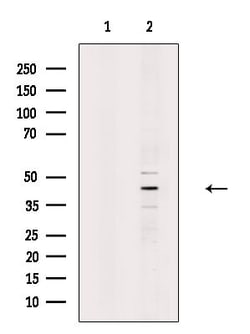 Invitrogen MTG2 Polyclonal Antibody 100 &mu;L; Unconjugated:Antibodies,