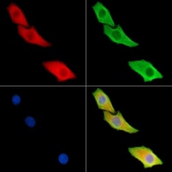 Invitrogen REM2 Polyclonal Antibody 100 &mu;L; Unconjugated:Antibodies,